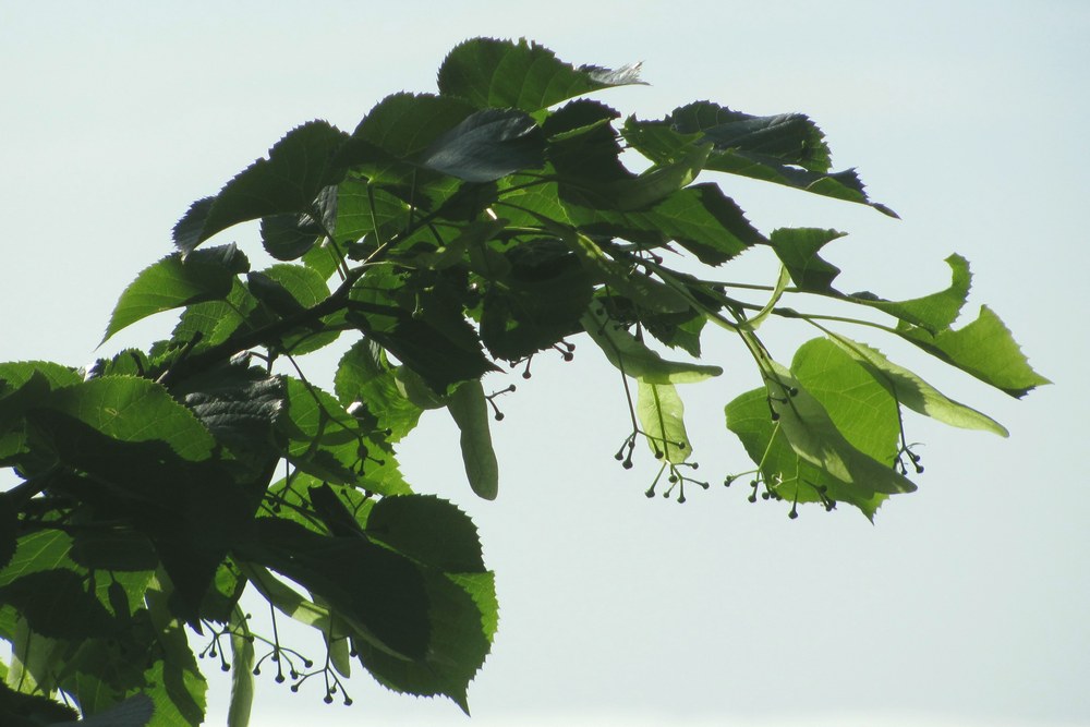 Image of genus Tilia specimen.