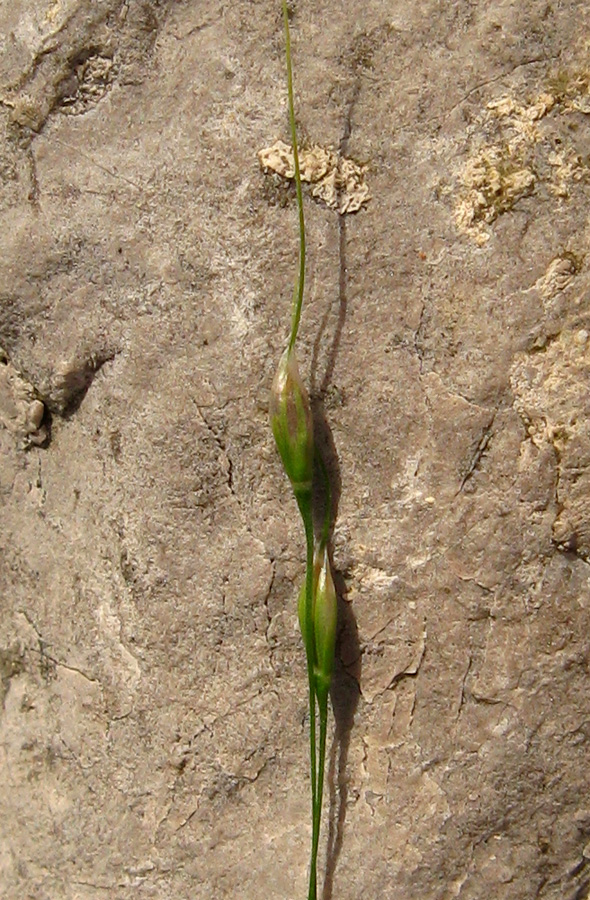 Изображение особи Achnatherum virescens.
