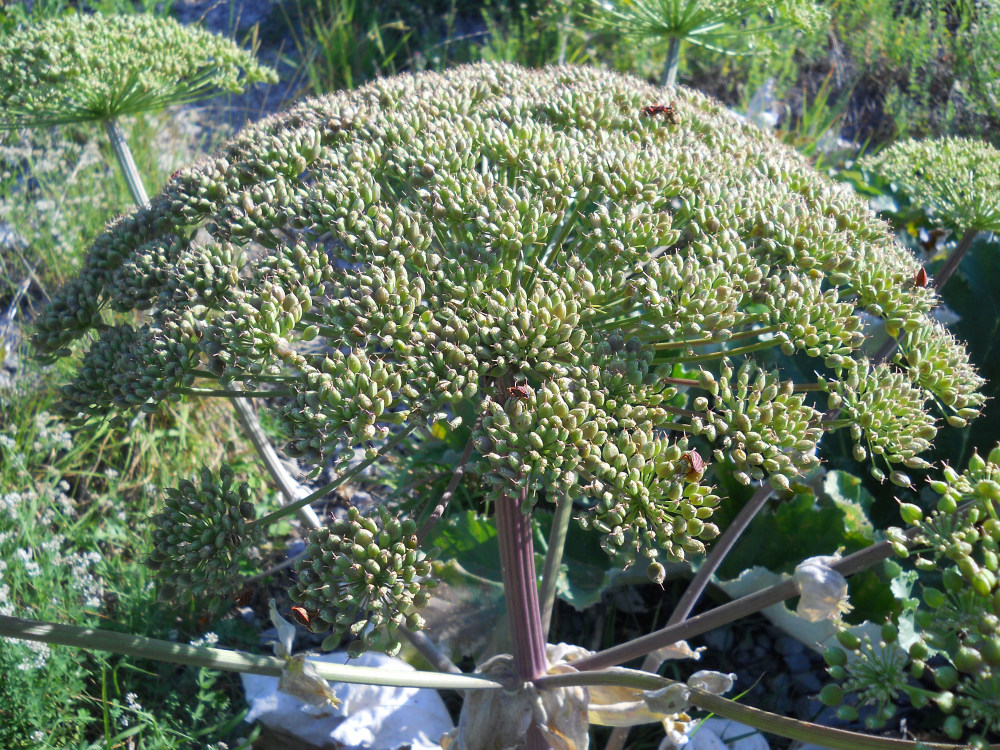 Изображение особи Heracleum stevenii.