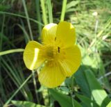 Ranunculus lingua