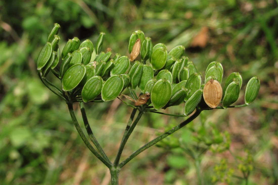 Image of Pastinaca umbrosa specimen.