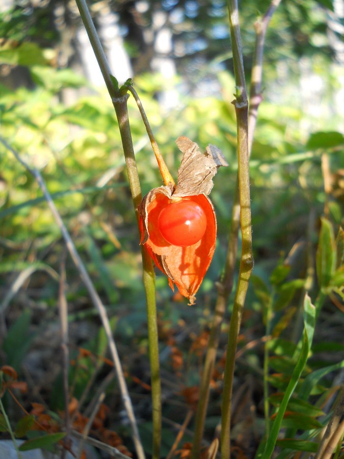 Image of Alkekengi officinarum specimen.