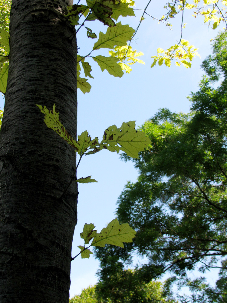 Image of Quercus rubra specimen.