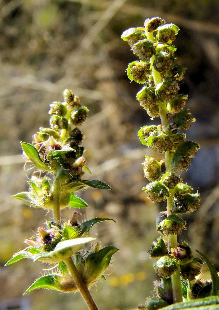 Image of Ambrosia artemisiifolia specimen.