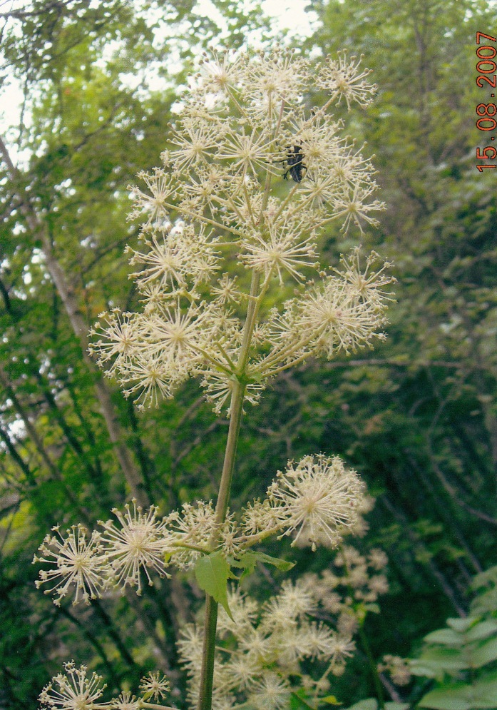 Image of Aralia cordata specimen.