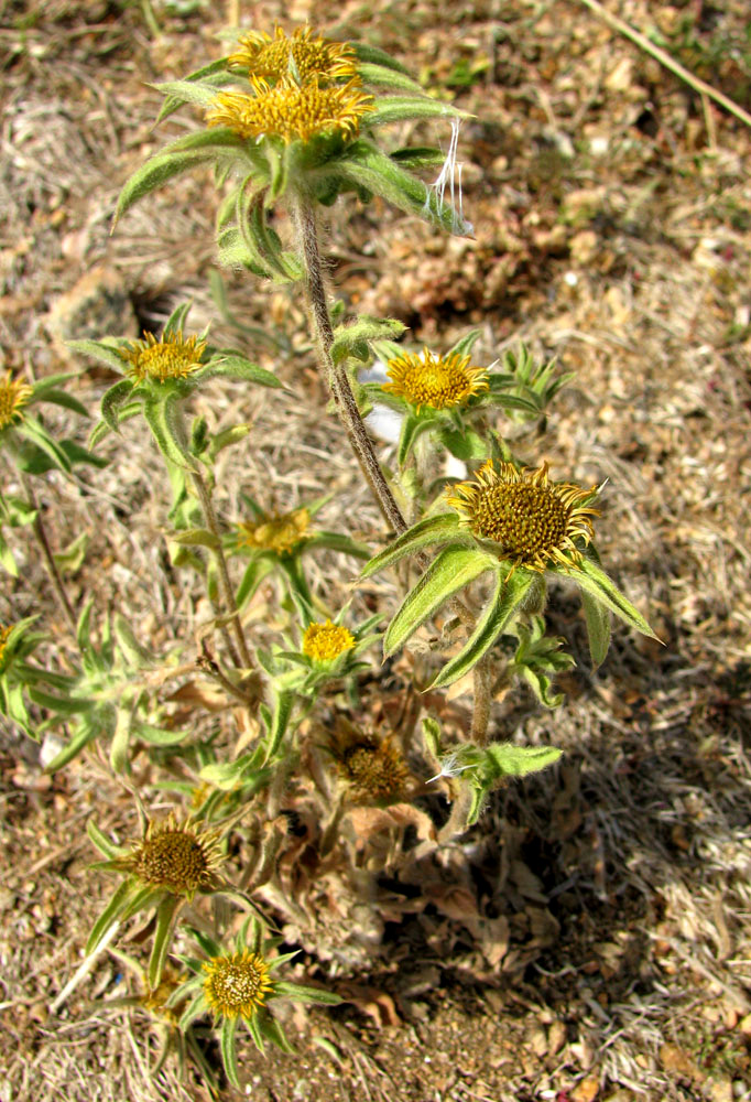 Image of Pallenis spinosa specimen.