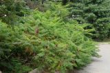 Rhus typhina form dissecta