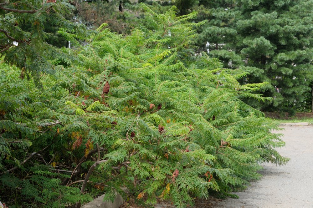 Изображение особи Rhus typhina f. dissecta.