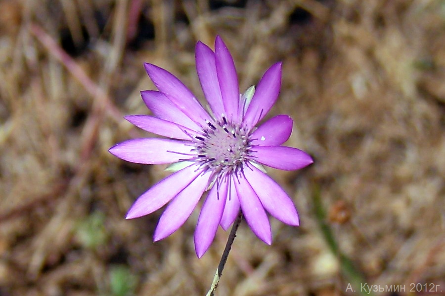 Image of Xeranthemum annuum specimen.