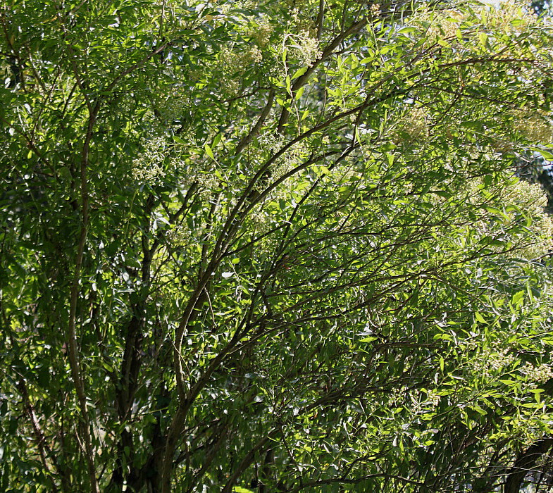 Image of Baccharis halimifolia specimen.