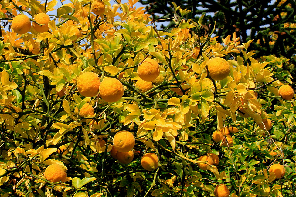 Image of Poncirus trifoliata specimen.