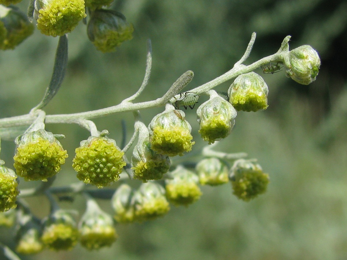 Image of Artemisia absinthium specimen.