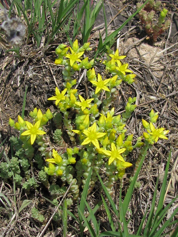 Изображение особи Sedum acre.