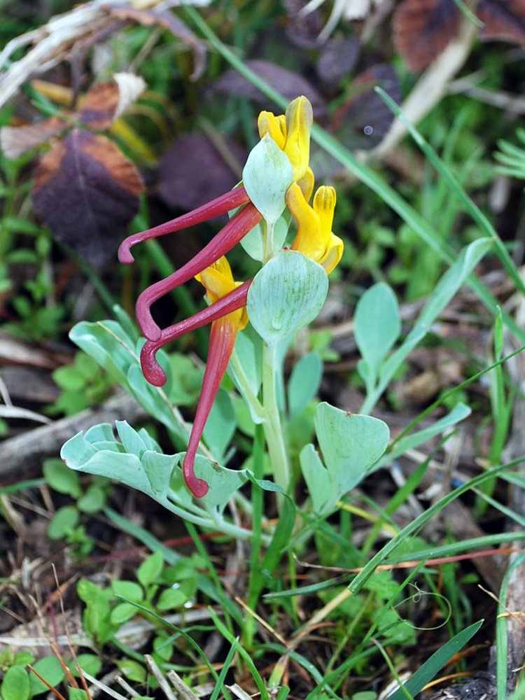 Image of Corydalis sewerzowii specimen.