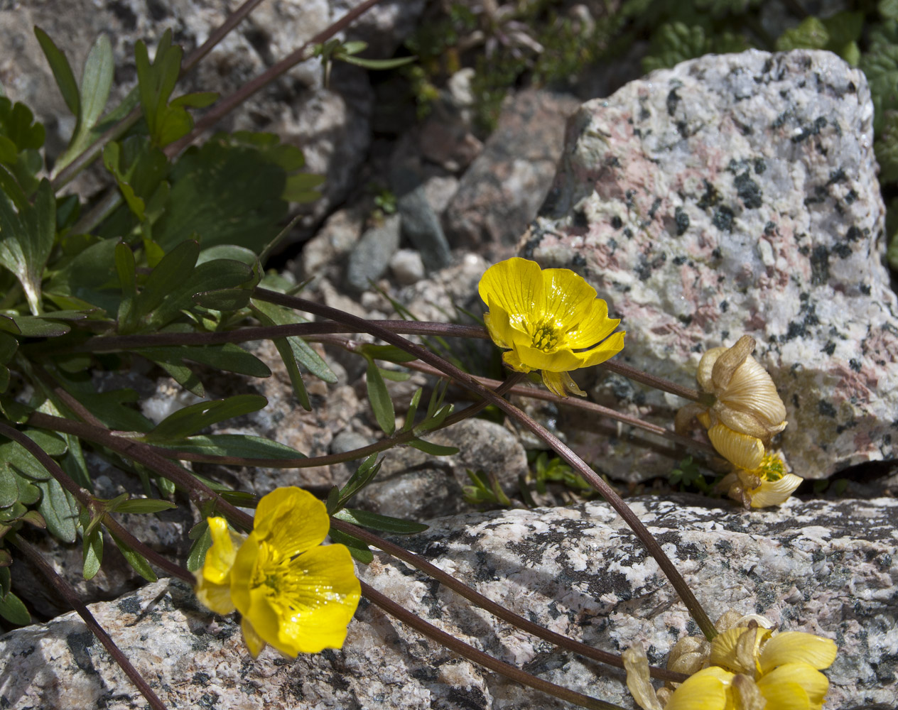 Image of Ranunculus gelidus specimen.