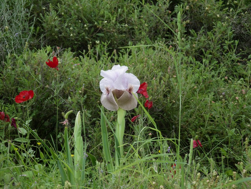 Image of Iris lortetii specimen.