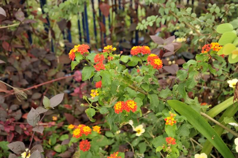 Изображение особи Lantana camara.