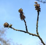 Ulmus minor. Веточка с соцветиями ('Wredei'). Германия, г. Krefeld, Ботанический сад. 20.04.2013.