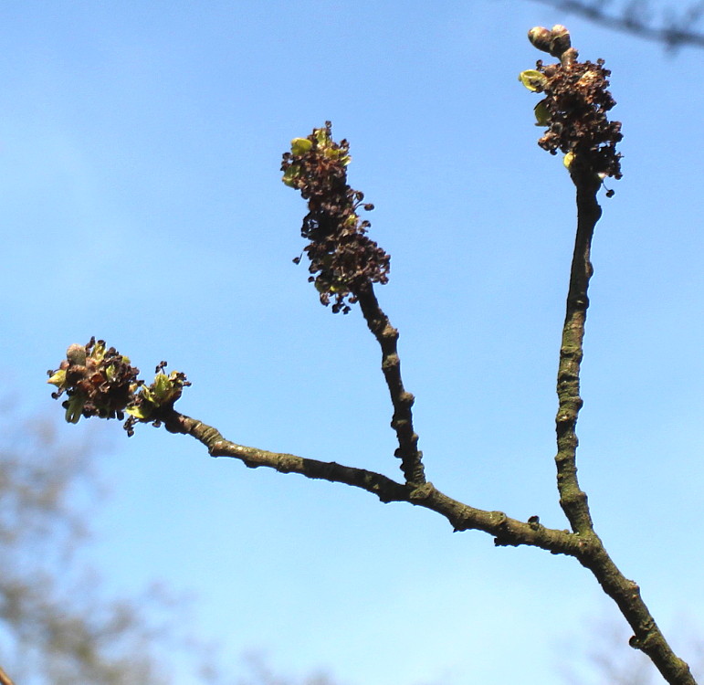 Изображение особи Ulmus minor.