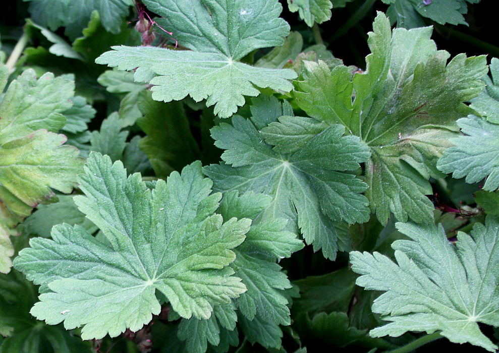 Image of Geranium macrorrhizum specimen.