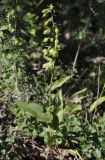 Epipactis helleborine subspecies degenii