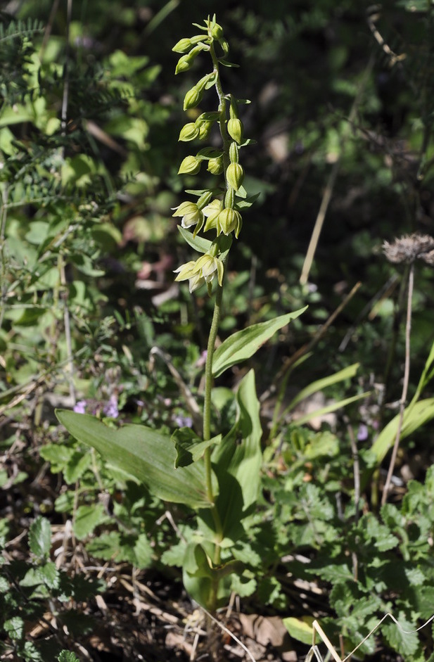 Image of Epipactis helleborine ssp. degenii specimen.