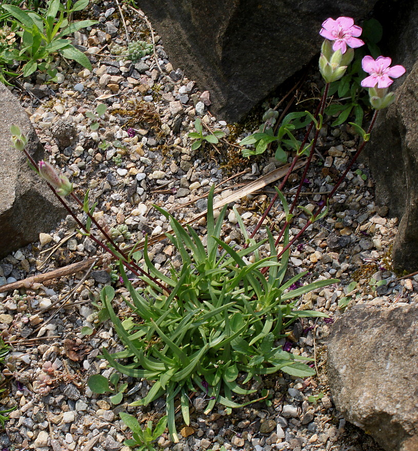 Image of Saponaria caespitosa specimen.