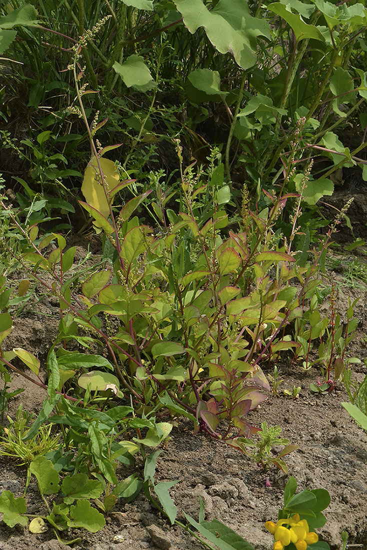 Изображение особи Lipandra polysperma.