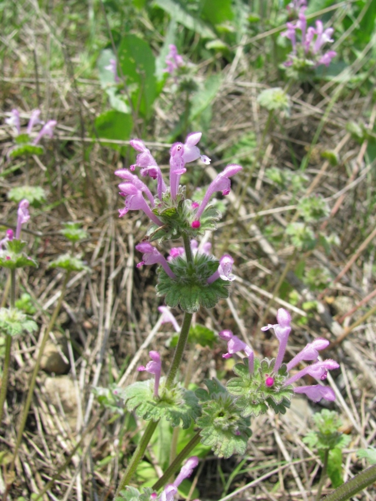 Image of Lamium amplexicaule specimen.