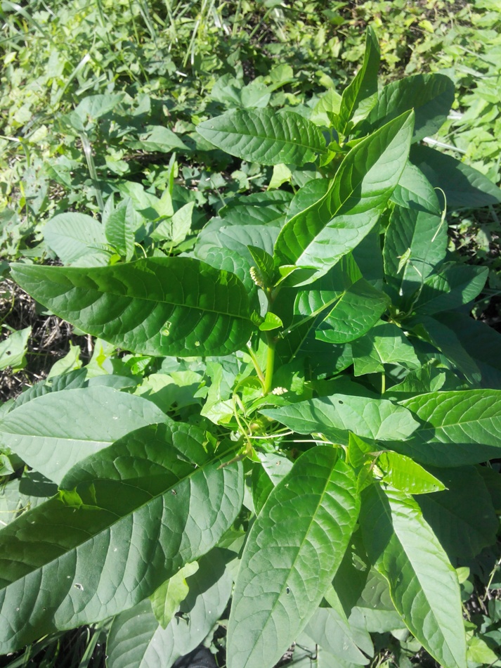 Image of Phytolacca americana specimen.