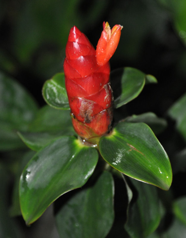 Image of Costus woodsonii specimen.