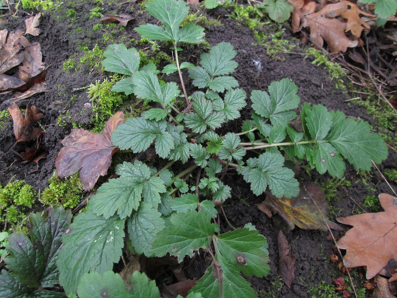 Изображение особи Geum urbanum.