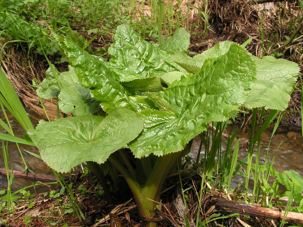 Изображение особи Ligularia fischeri.