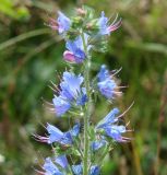 Echium vulgare. Верхушка цветущего растения. Иркутская обл., Иркутский р-н, окр. с. Пивовариха, у р. Ушаковка. 23.07.2013.