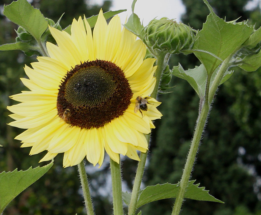 Изображение особи Helianthus annuus.