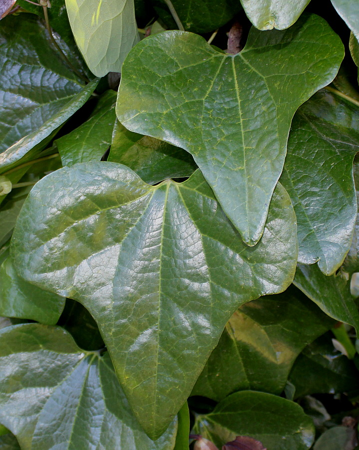 Image of Aristolochia kaempferi specimen.