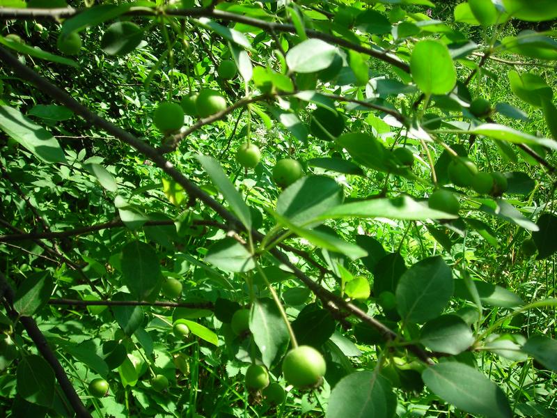 Image of Malus prunifolia specimen.