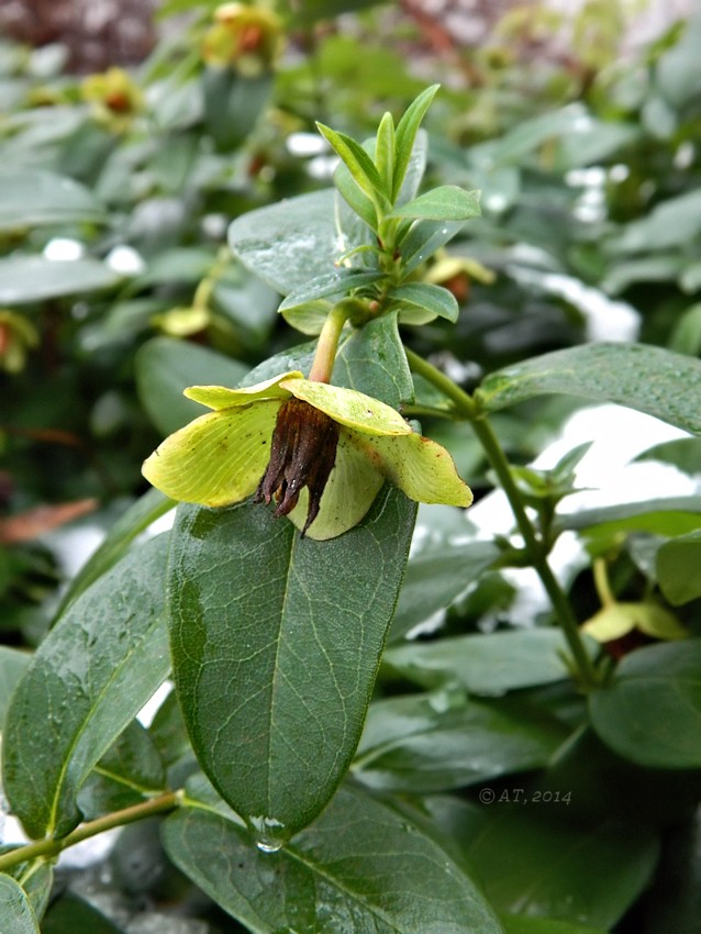 Image of Hypericum calycinum specimen.