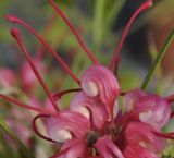 Grevillea longistyla