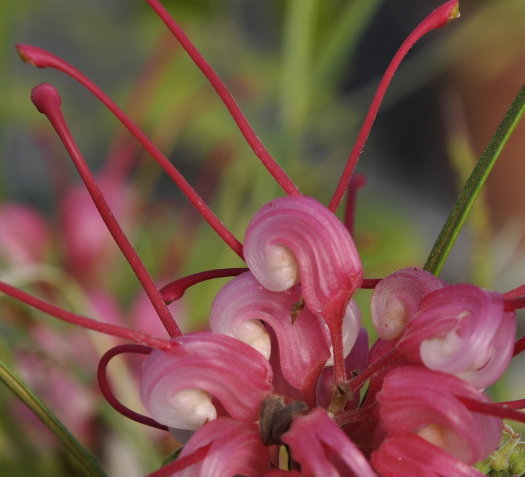 Изображение особи Grevillea longistyla.