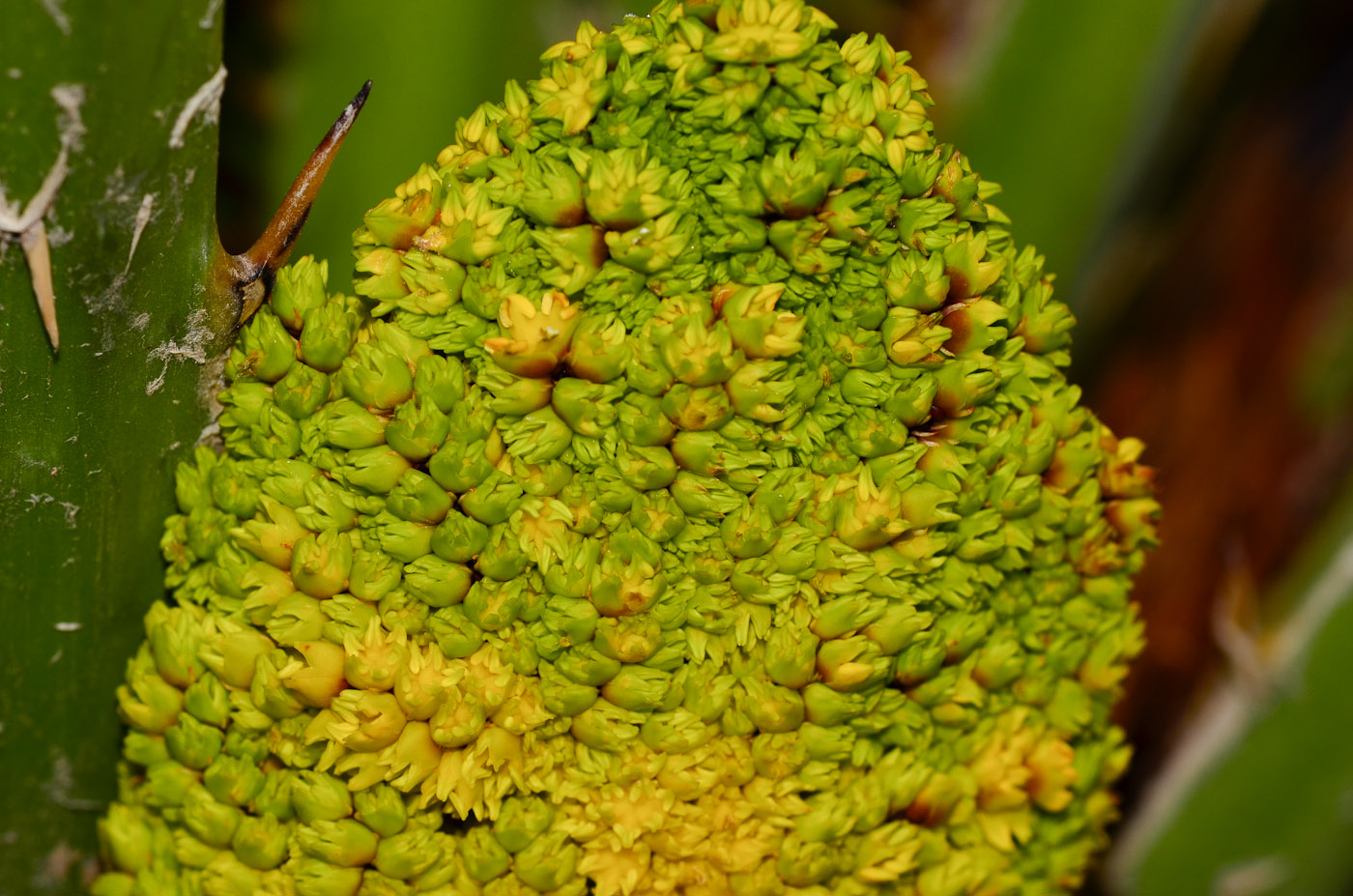 Image of familia Arecaceae specimen.