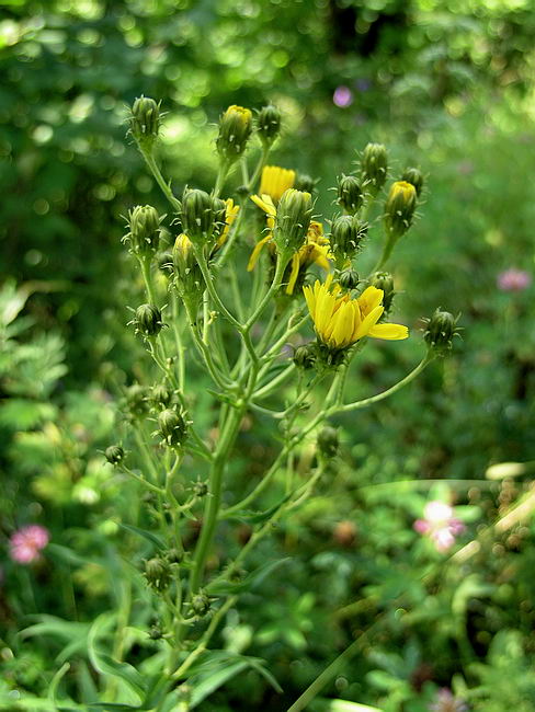 Image of Hieracium umbellatum specimen.