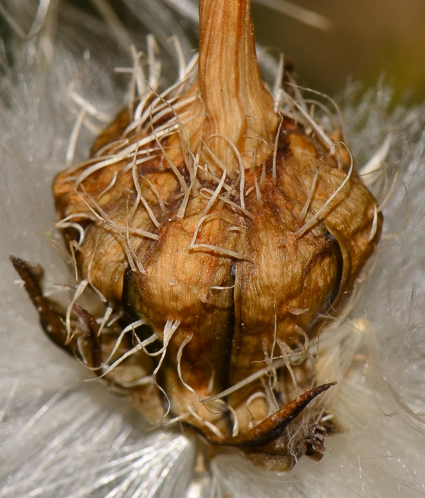 Image of Urospermum picroides specimen.