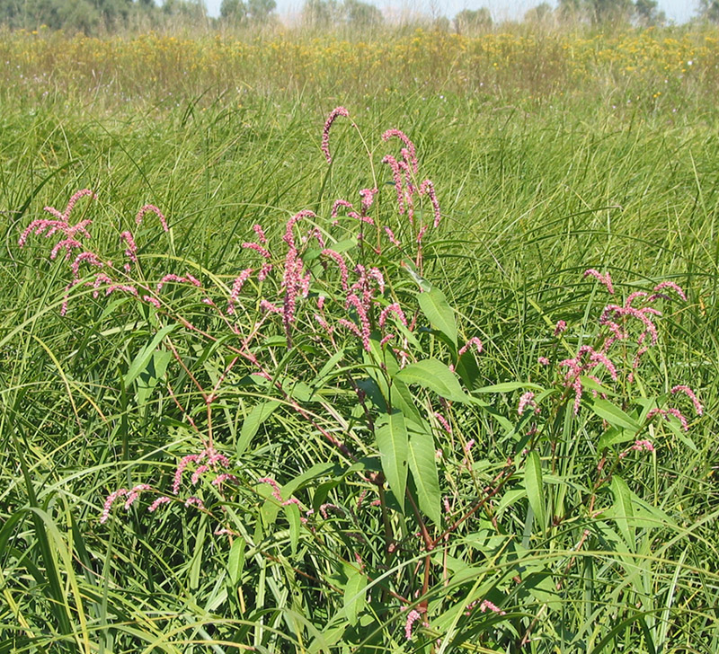 Image of Persicaria maculosa specimen.