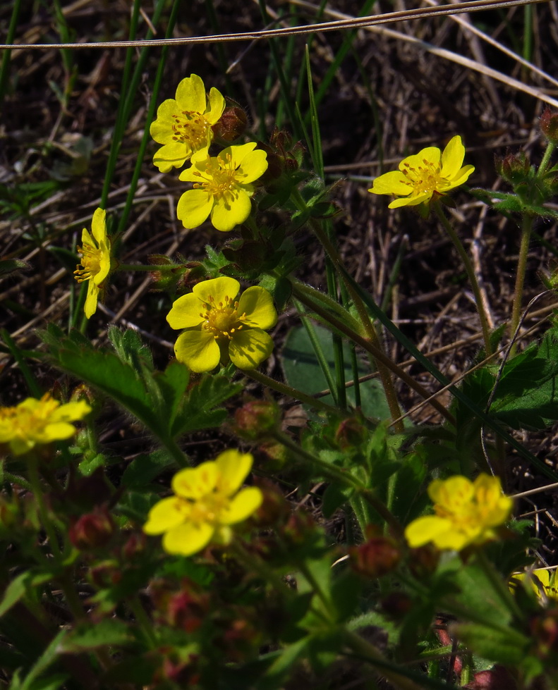 Image of Potentilla humifusa specimen.