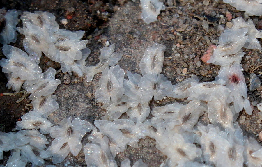 Image of Paulownia fargesii specimen.