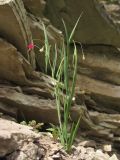 Lathyrus nissolia