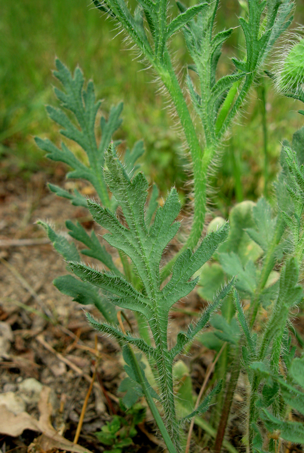 Image of Papaver stevenianum specimen.