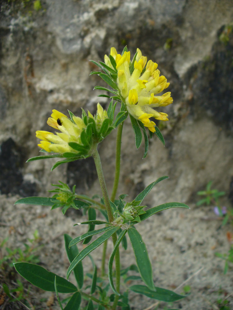 Image of Anthyllis macrocephala specimen.