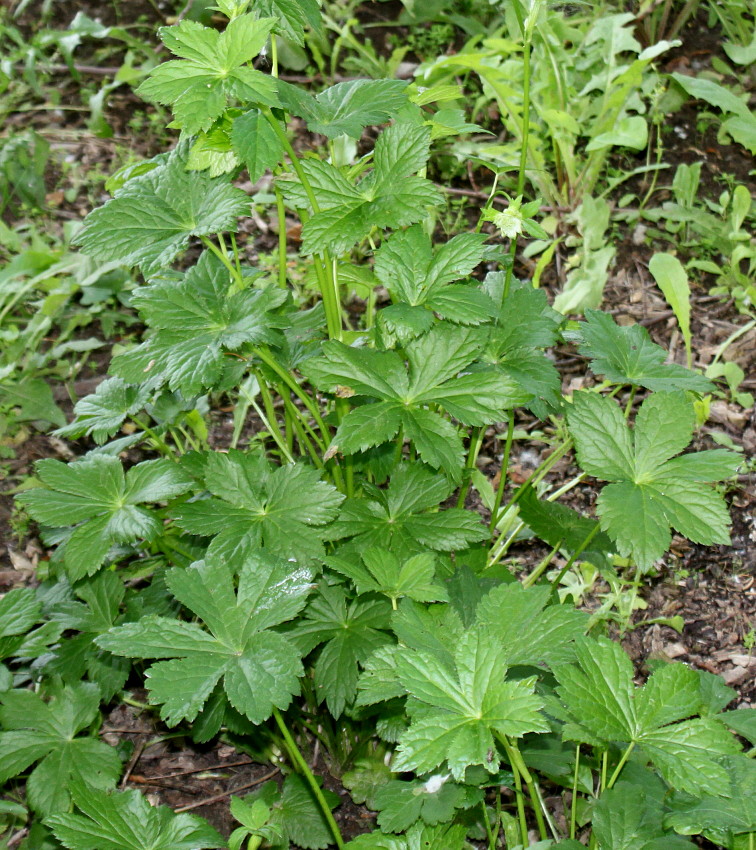 Image of Astrantia major specimen.